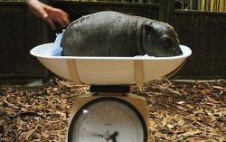 secondstar05:   randomyesusefulno:   A pygmy hippo being weighed