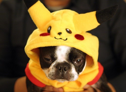 thedailywhat:   [photo via.]   I would say my Tumblr was deep and shit, but really I just want a place that I can put up puppies, Lady GaGa’s ass, and Adam Lambert without being judged.