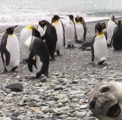 thedailywhat:   O HAI. Also: Crasher Seal is now a meme. [reddit.]