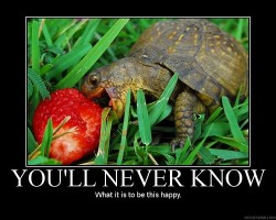 (via imgonnaletyoufinishbut) I’M SO JEALOUS OF THIS TURTLE.