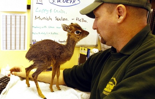 IT’S CALLED A DIK-DIK. I WANT A BUNCH OF DIK-DIKS. SORRY, I HAD TO SAY IT.