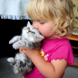 savethekitties:  (From Cute Overload)  That kitty is soooo cute!!!