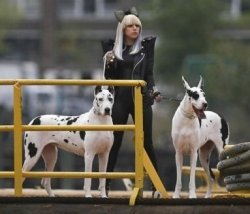 fuckyeahladygaga:   Submitted by Kesha   I WANT HARLEQUIN GREAT DANES.  THAT IS ALL.