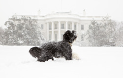 thedailywhat:   Photo of the Day: First Puppy Bo does his puppy thing in the freshly fallen snow outside his house. [whflickr.]   Paaaaahppy.