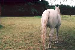 (via mypeterpancomplex) Unicorn
