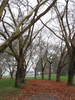 Take me away from here&hellip;.let&rsquo;s go to Stanley Park again holding each others&hellip;.just the two of us&hellip;in the rain, snow, or sunshine, it doesn&rsquo;t matter!  My morning is filled with thoughts of you..XOXO