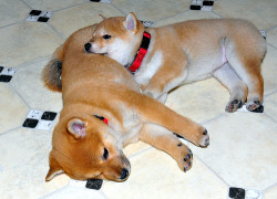 yaruo:  nobodyplace:   fuckyeahshibainu:  The Shiba Sisters (via