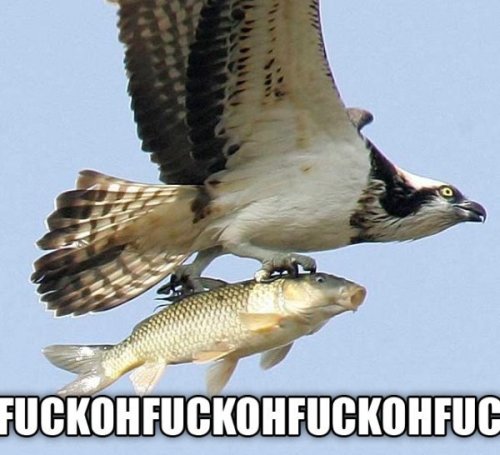 offtherichter11:  fuckyeahslightlyamusing:  adori:  dailylolpic:  PRICELESS FACE ON THE FISH. [OHFUCKOHFUCKOHFUCK]    