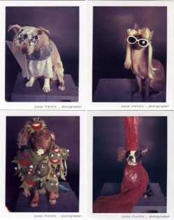 thedailywhat:   Photo Series of the Day: “The Doggie Gaga Project” by Jesse Freidin. Internet over. Everybody leave. [buzzfeed.]   OH. MY. GOD. THE ONLY TIME THAT I CAN ALLOW A DOG TO DRESS UP.