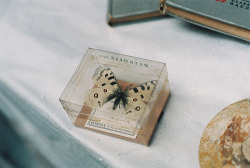 coldandpale:  chloeelise:  (via papertissue)  
