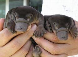 offtherichter11:   via www.animals-zone.com   oh gawddd they’re