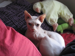 So I’ve come to the conclusion that I want a Sphynx Cat. 