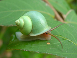 thatfilthyanimal:  I have no idea what I’m doing. Have a snail.