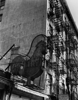 Poultry Shop, East Seventh Street, NY photo by Berenice Abbott,