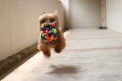 OMG! I want this dog, now.