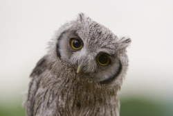 Get me an owl, and I will love you forever. :)