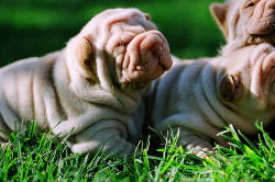 fuckyeahdogs:   heartbeatatmyfeet:   Wrinkly Pups (by matthew_i_aldous)
