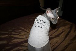 (via fuckyeahhairlesscats) I need a sphynx cat and I need that