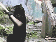 jesuisunechatte:  cocokashi-co:  classics:  gifanime:  urone: