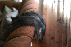 (via dingyfeathers, onlyanch0rs)