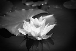 black-and-white:  Water Lilly (by Al-fresco) 