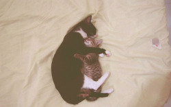 (via dingyfeathers, onlyanch0rs)