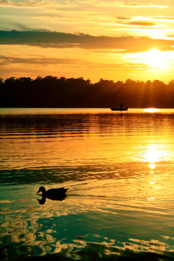 imsorryimsouseless:  (via st4rtedlate, magicalnaturetour)