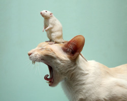fuckyeahkitties:  (via noshirocket, jinn) 