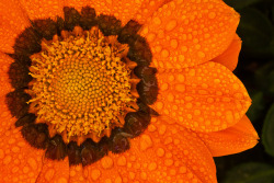 fuckyeahmothernature:  (via flowersandpetals) 