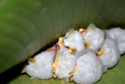 baturday:  hexapoda:  Honduran white bats are 37-47 mm long