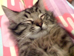 Desi. :3 I wish he was still this sweet. Now all he does is sleep