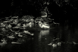 Great Egret (by J.E. Cuny)  I’m sorry, I’m just really