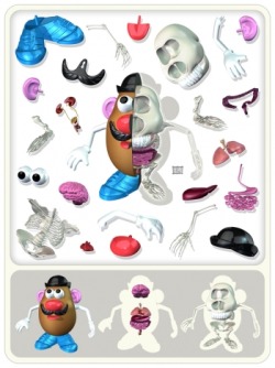 523:  Potato Head Anatomy Print « Format Magazine Urban Art