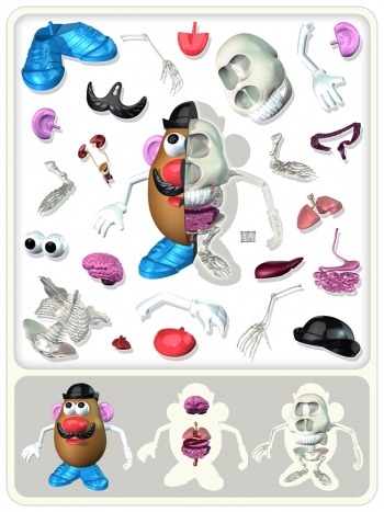 523:  Potato Head Anatomy Print « Format Magazine Urban Art Fashion 