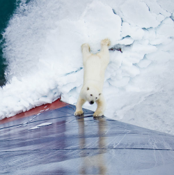 kari-shma:  With its paws pressed against the metal hull this