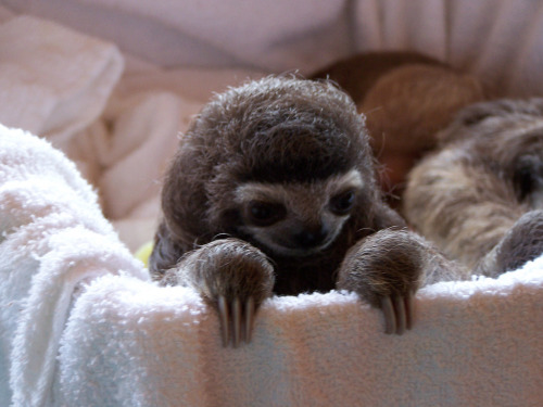 agentmlovestacos:  Baby sloth of doom! Adorable doom!  (via waifeyes)
