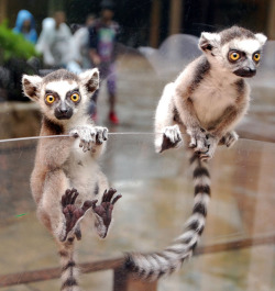 theanimalblog:  Ring tailed lemur (by IN CHERL KIM) 