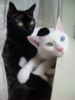  the white cat has 2 different eye colors :| unique and impressive