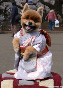 juiceetin:  (via allcreatures) 