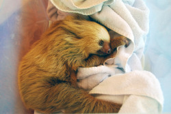 wealllovesloths:  seewhativeseen:  The cutest little sloth ever