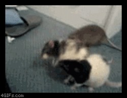 wittle rat babies!! <3 <3   (click to see the cute) 