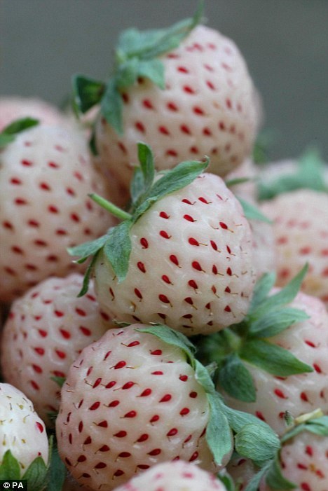 perfectplasticsmiles:  sexyrainbows:  treeswitheyes:bicpen:                              Pineberries: inverted color strawberries that taste and smell like pineapple. The fruit was first discovered in the South American wilds. 