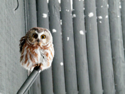 peregrineinastoop:  N. Saw-whet Owl 