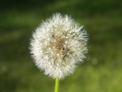 maybeitiswritten:  Picture I took a few months ago; I love dandelions!