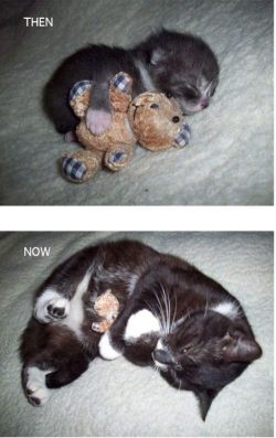 funny-pictures-uk:  Then and now 