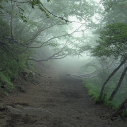 indigodreams:  lex-lu4: Suicide Forest, Aokigahara, Japan, 2006