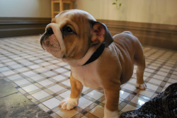 sillycellybelly:  THIS. HE WILL BE MINE. I WILL NAME HIM WALDO.