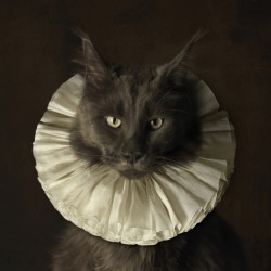 gothiccharmschool:  So it’s a ruffly Cone of Shame? My cats