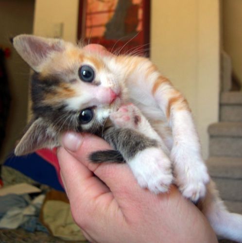 THAT IS THE PRETTIEST CAT I’VE EVER SEEN. OH MY GOSH. I WANT ONE. ORANGE AND GREY CATS ARE MY FAVORITE. THIS ONE IS BOTH. FKLDSJ;KLFASKLJ 