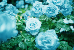 So pretty:] I want a blue rose now